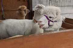 IMG-20250401-WA0047
